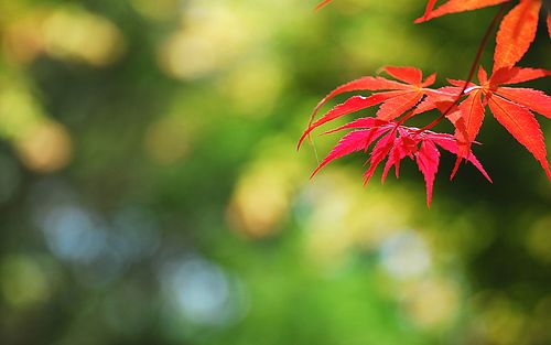 文汇·文化视点|这款虚拟游戏,何以推动玩家真实世界社交 文汇·文化视点|这款虚拟游戏,何以推动玩家真实世界社交